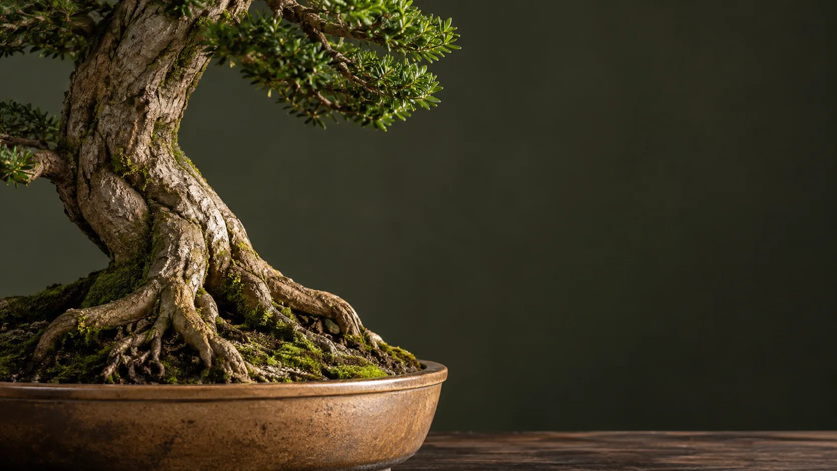 Tronco e raízes aparentes de um bonsai em vaso de cerâmica